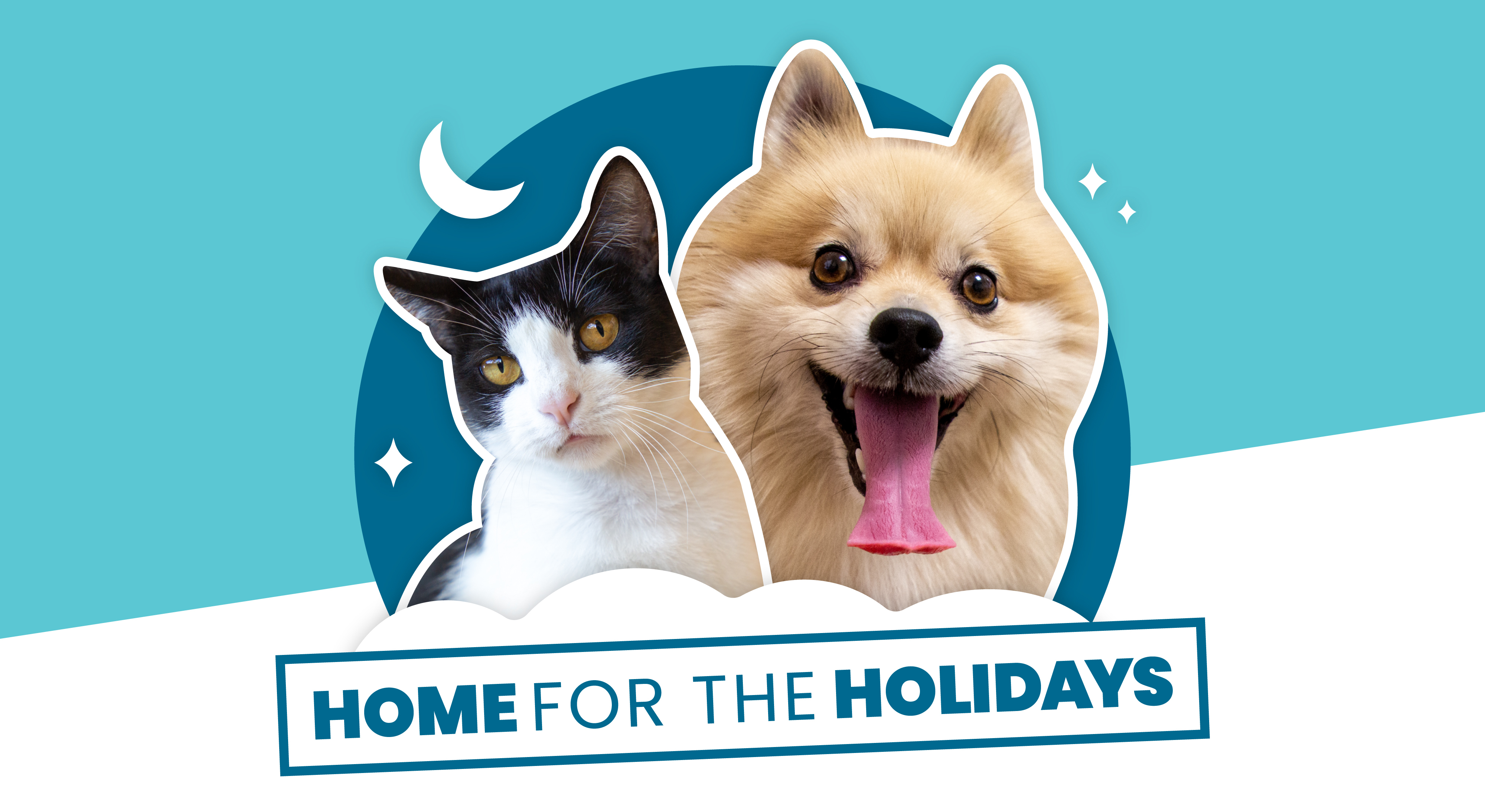 A black and white cat and excited Pomeranian encourage engagement with Home for the Holidays.